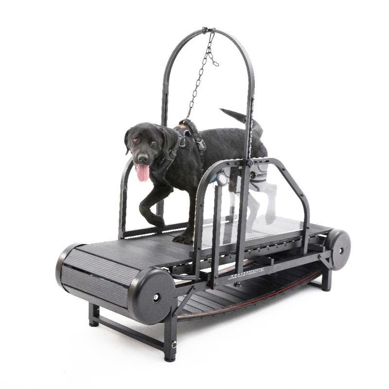 Dog Treadmill