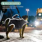 Small Dog Back Brace for IVDD
