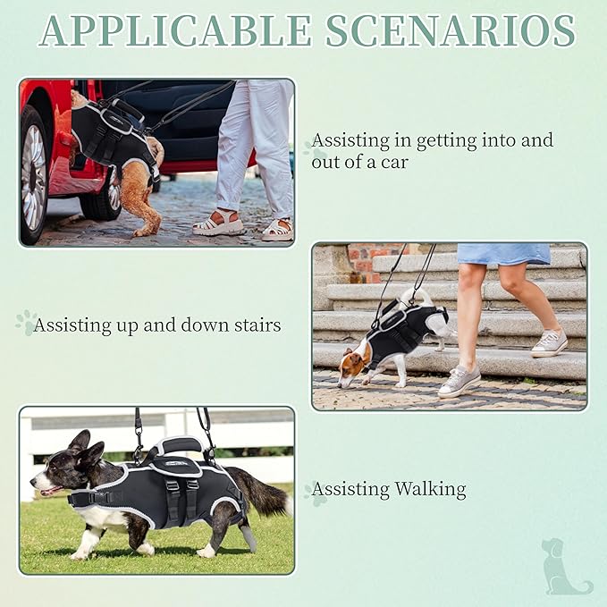 Small Dog Back Brace for IVDD