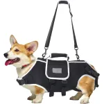 small dog back brace