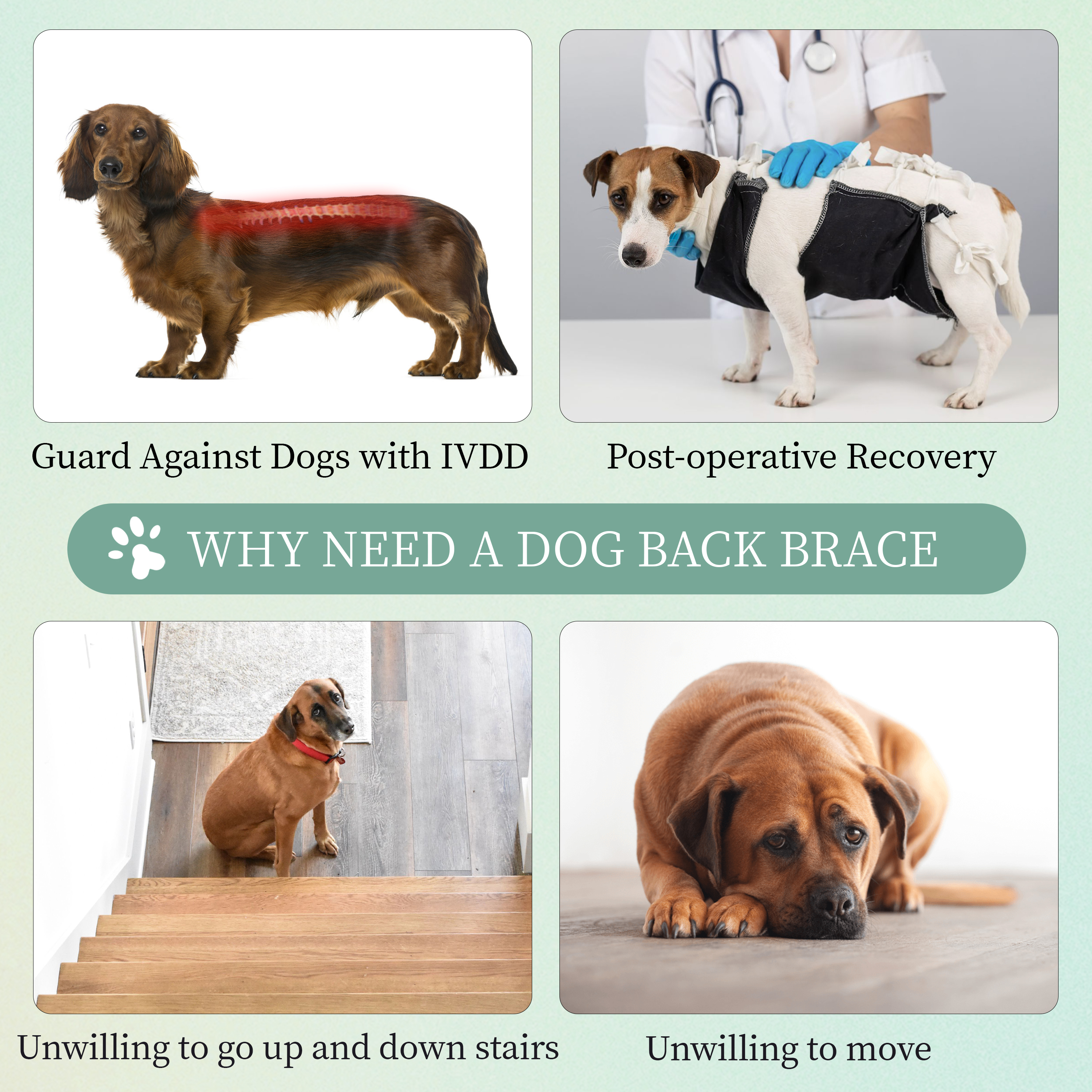 back brace for ivdd dogs