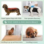 back brace for ivdd dogs