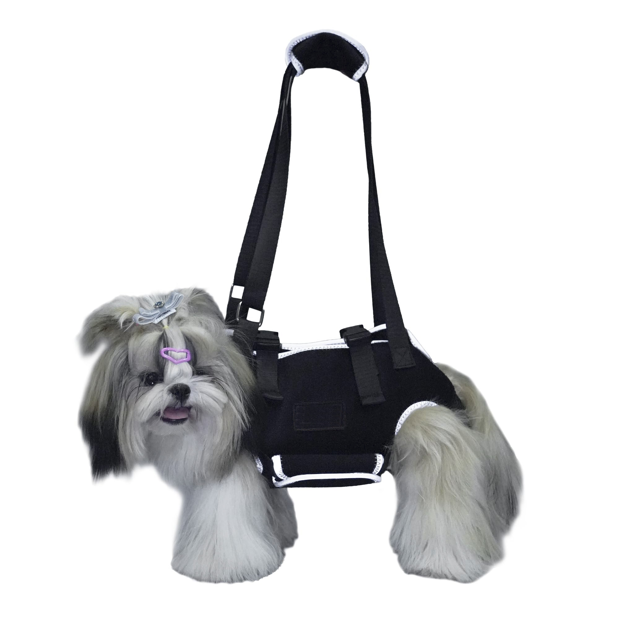 weenie dog back brace