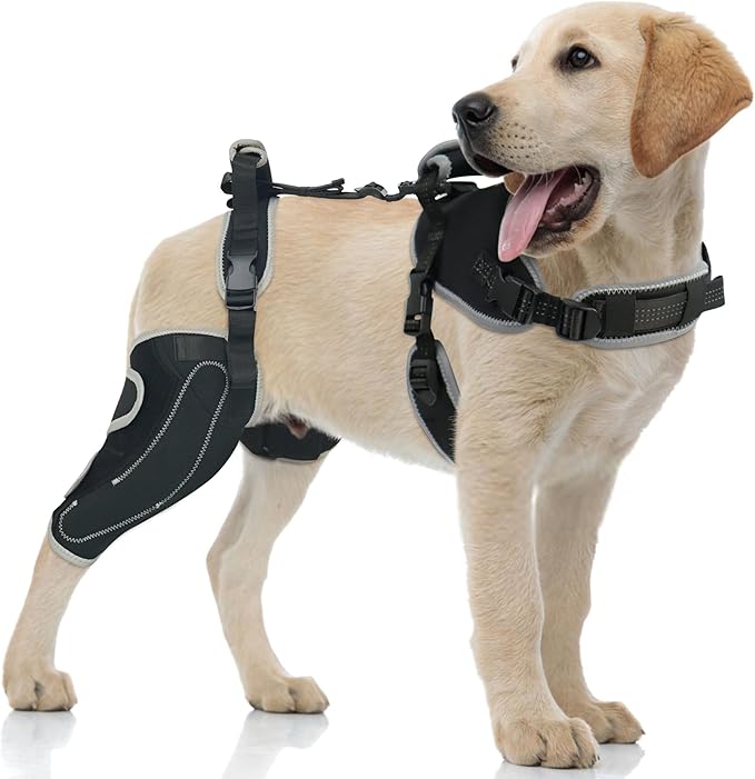dog harness for rear leg support