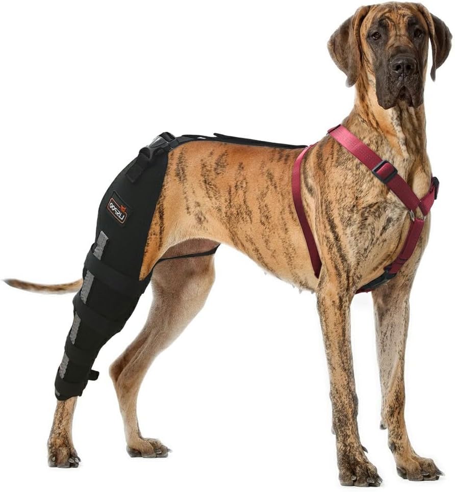 luxating patella leg brace