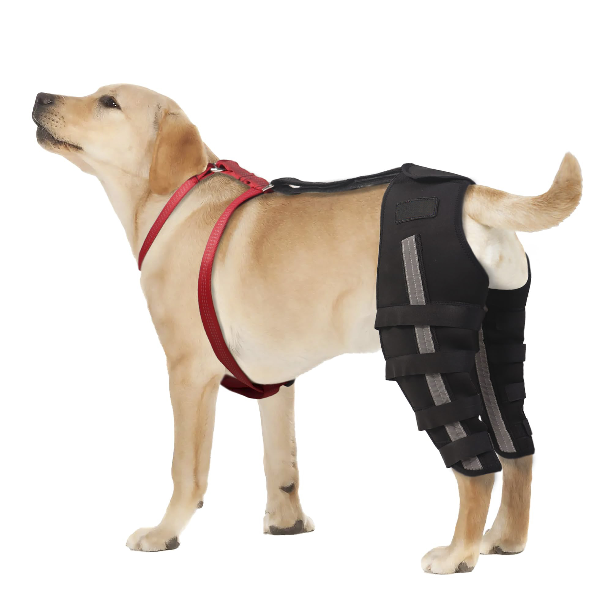 dog leg brace for hip dysplasia