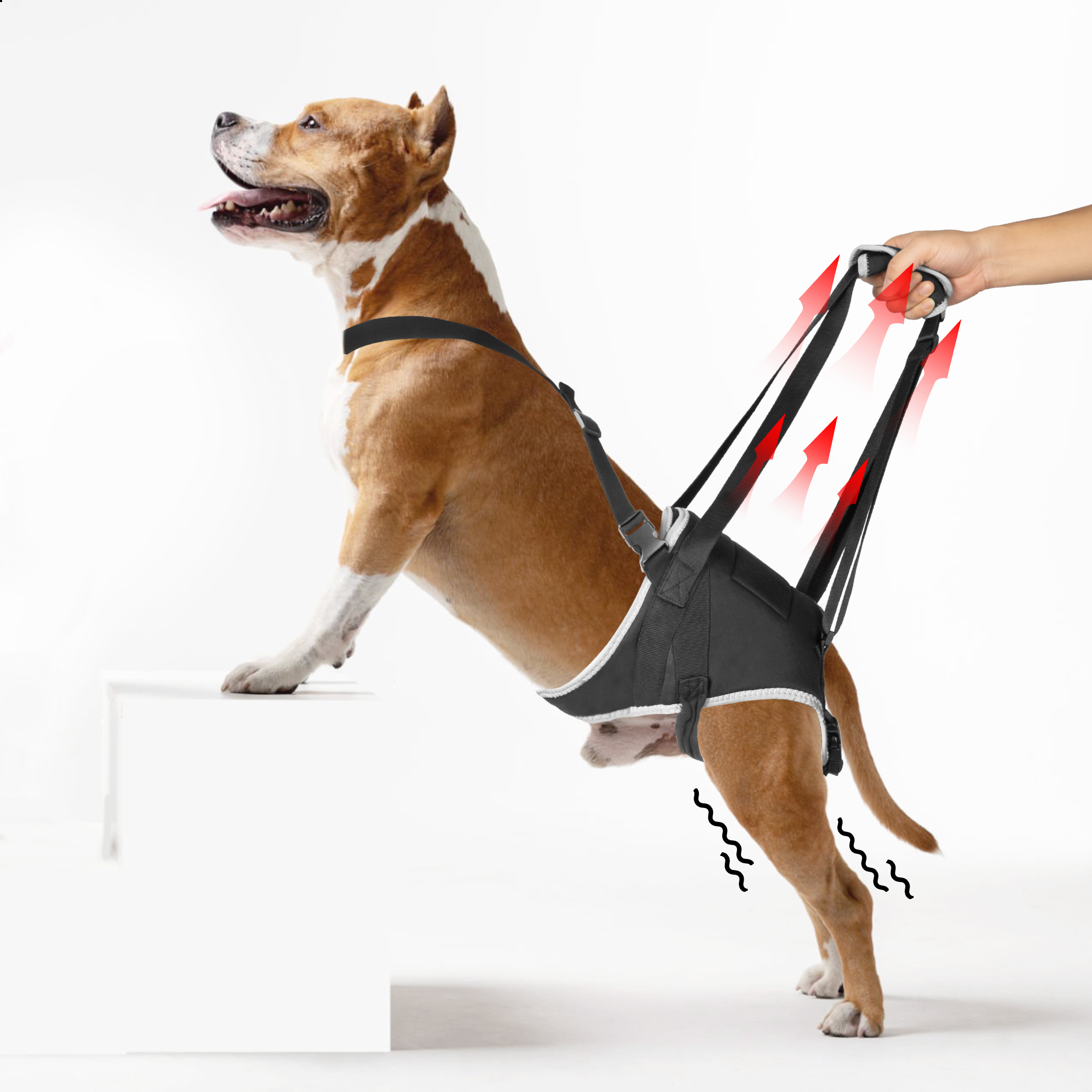 best hip brace for dogs with hip dysplasia