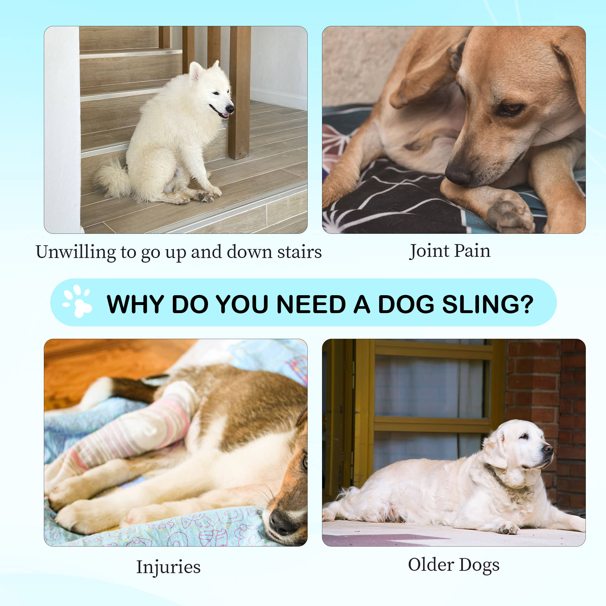 Updated Dog Rear Hip Brace for Dogs with Hip Dysplasia