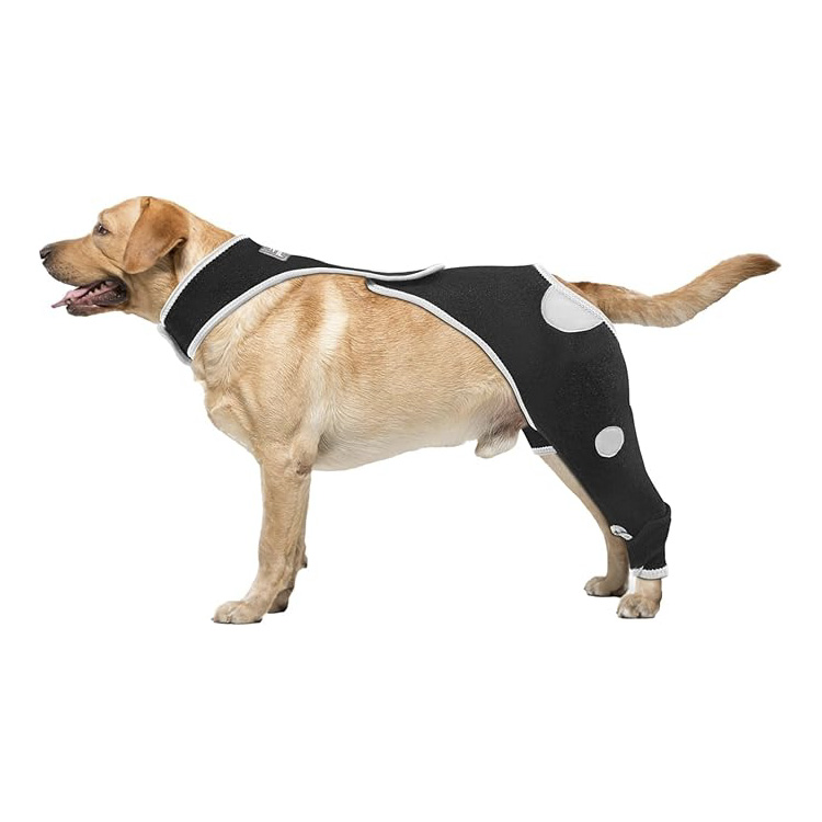 rear leg brace for dogs