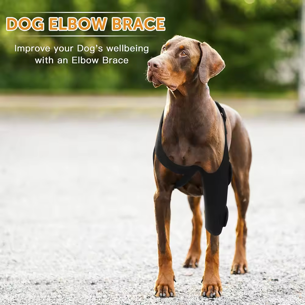 dog Brace For Torn Acl