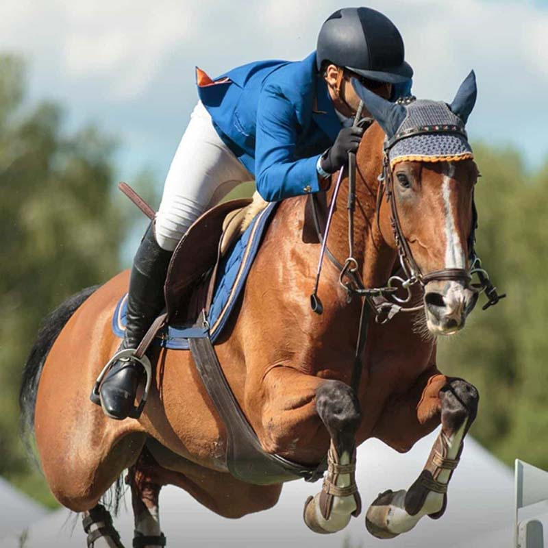 equine Protective Boots