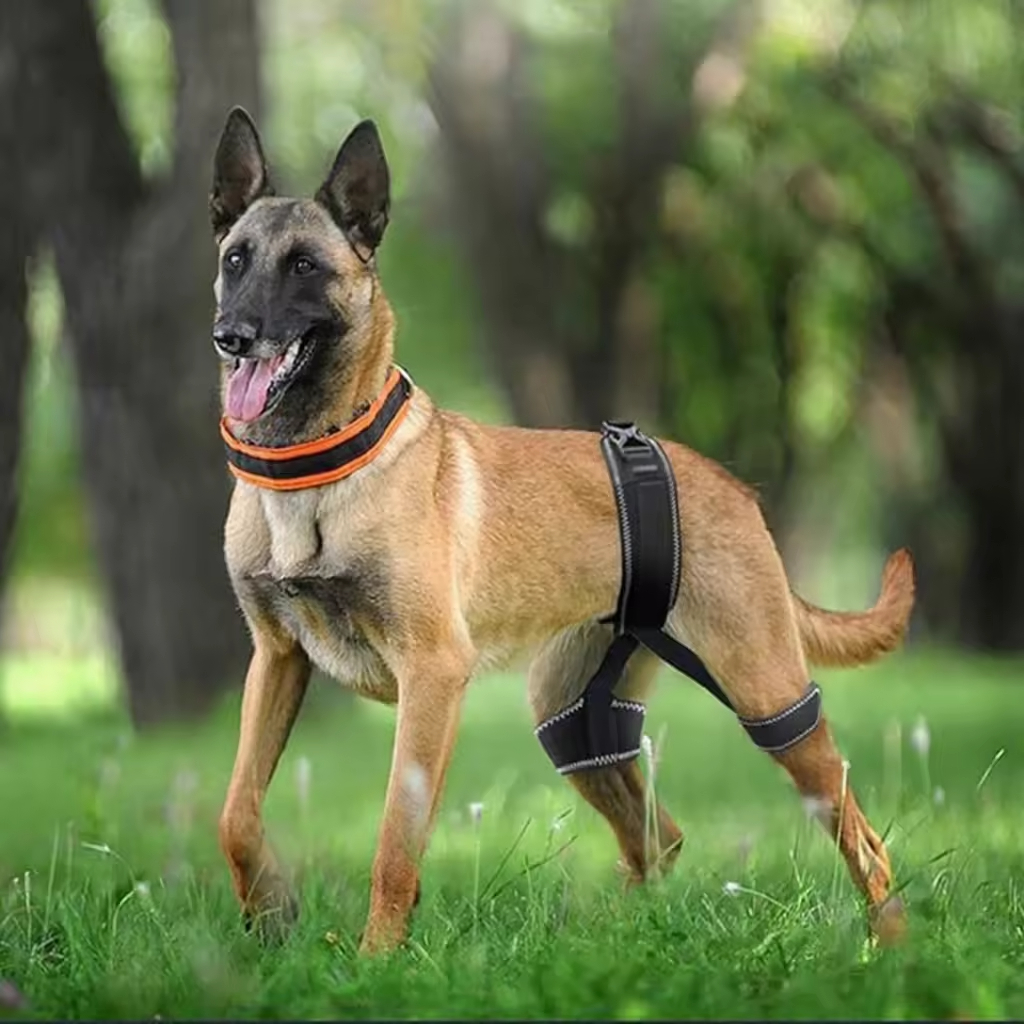 wholesale dog braces