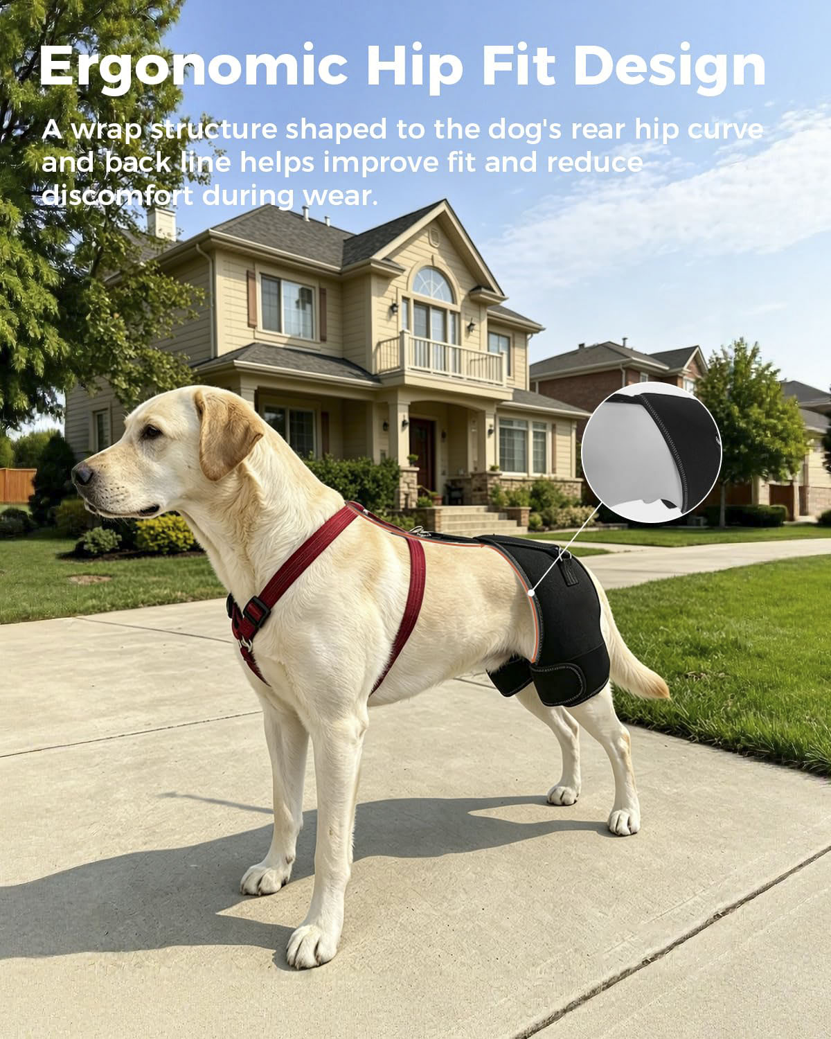 Dog Hip Support Brace for Hip dysplasia 
