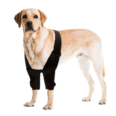 Dog Front Elbow Brace 01