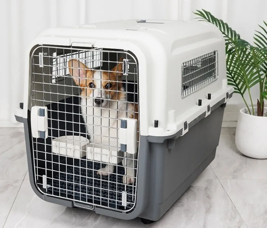 personalized dog carrier
