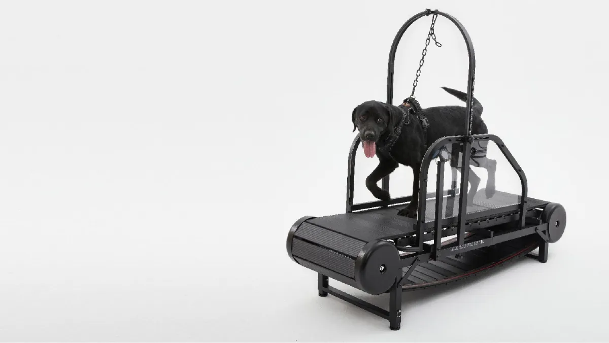 Unleashing the Benefits: A Comprehensive Guide to Furvorite's Premier Product - The Dog Treadmill