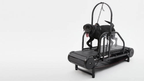Unleashing the Benefits: A Comprehensive Guide to Furvorite's Premier Product - The Dog Treadmill