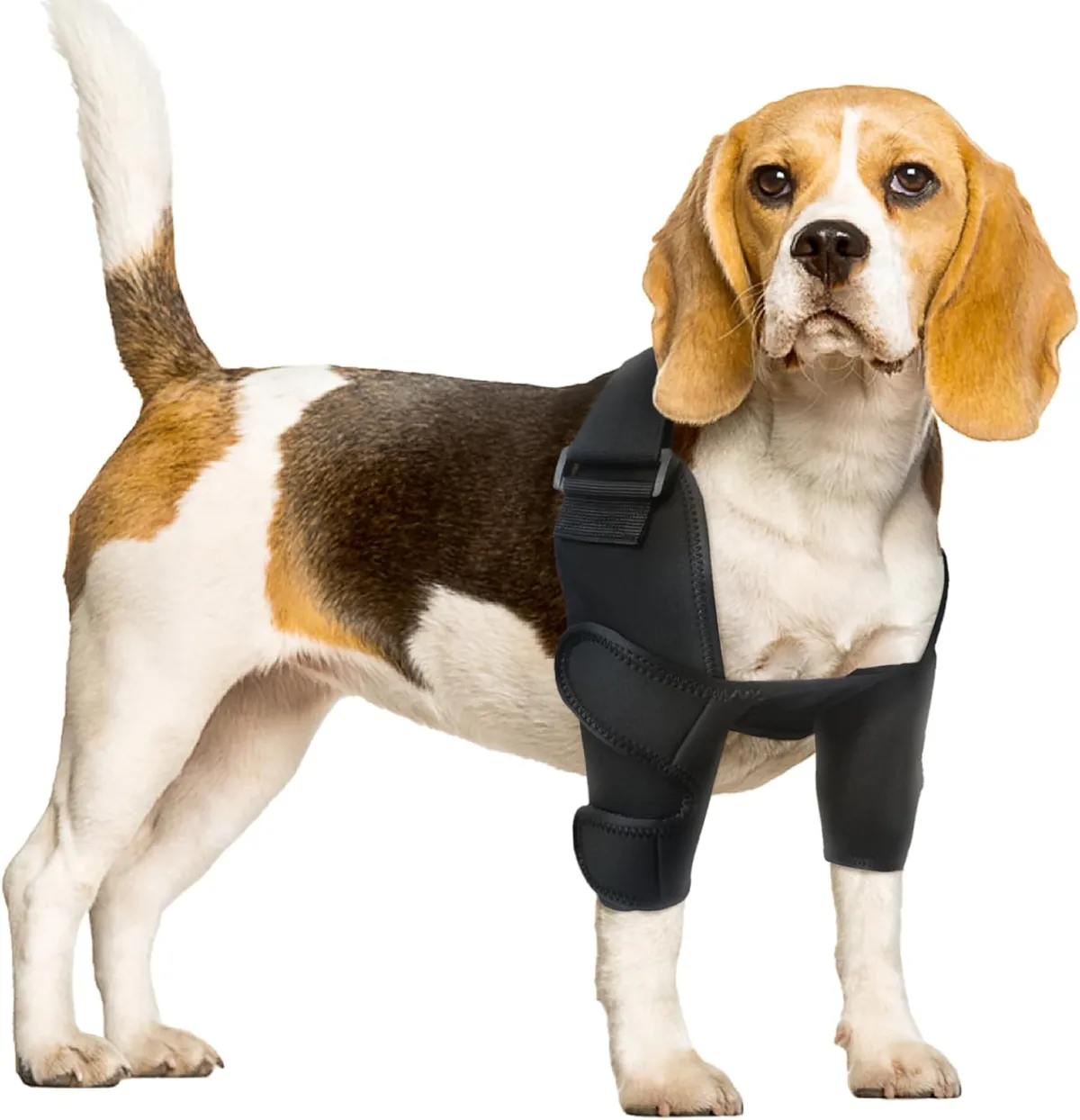 Highlighting Furvorite’s Premier B2B Offering: Dog Elbow Arthritis Brace