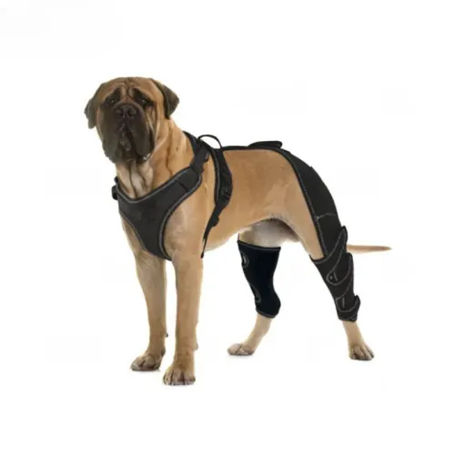 Enhancing Canine Comfort: Introducing Furvorite’s Dog Hind Leg Arthritis Brace for clients