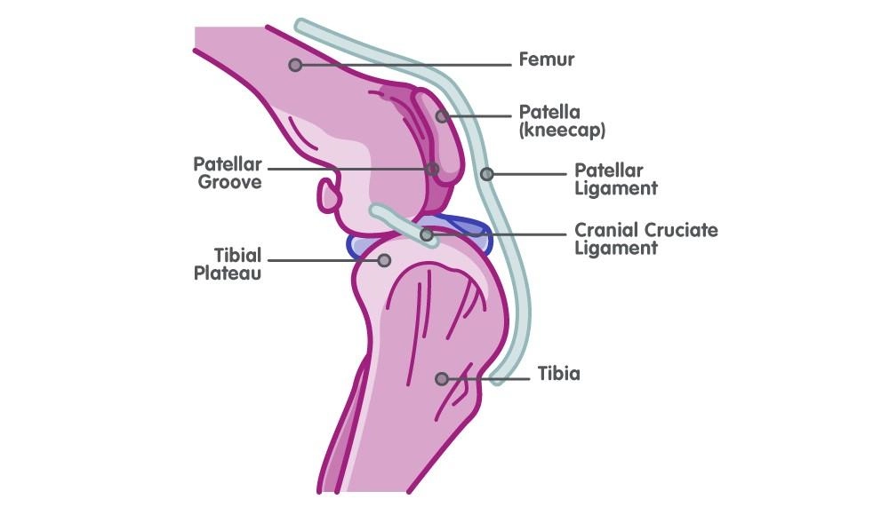 Addressing Knee Joint Diseases in Dogs: Causes, Prevention, and Solutions
