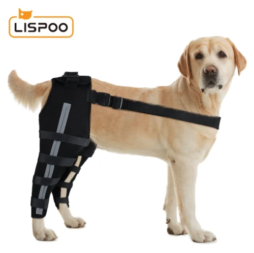 A Comprehensive Guide to Dog Anterior Cruciate Ligament (ACL) Knee Braces