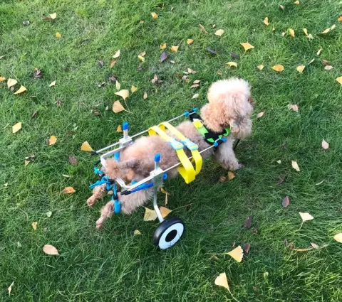 Adjustable Dog Disability Wheelchairs and Mobility Scooters: Empowering Canine Mobility