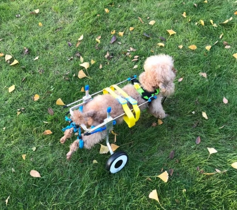 Adjustable Dog Disability Wheelchairs and Mobility Scooters: Empowering Canine Mobility