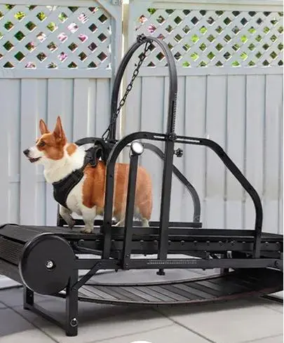 Does Dog Obesity Really Cause Harm to Dogs?