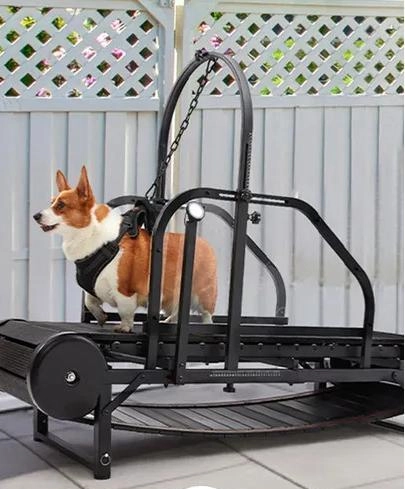 Does Dog Obesity Really Cause Harm to Dogs?