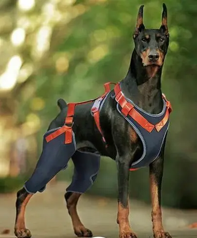 Do You Know About Dog Joint Diseases?