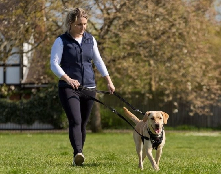 What is the Difference Between a No-Pull Harness and a Regular Harness?