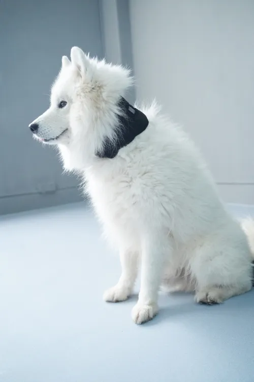 Protecting Your Dog’s Neck Health: How a Neck Brace Collar Can Aid Recovery