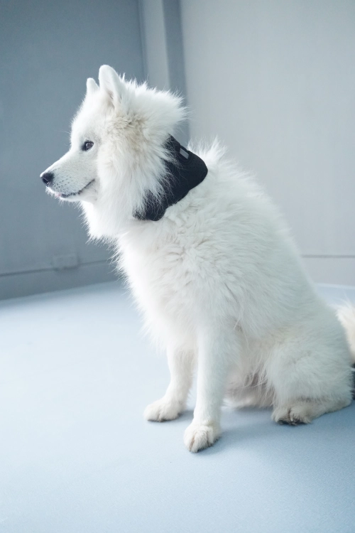 Protecting Your Dog’s Neck Health: How a Neck Brace Collar Can Aid Recovery