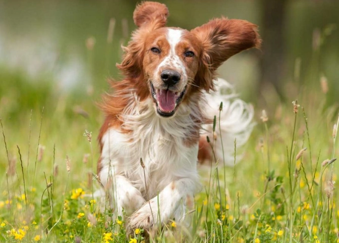 The Complete Guide to Pet Health: How to Identify and Address Your Dog's Health Issues