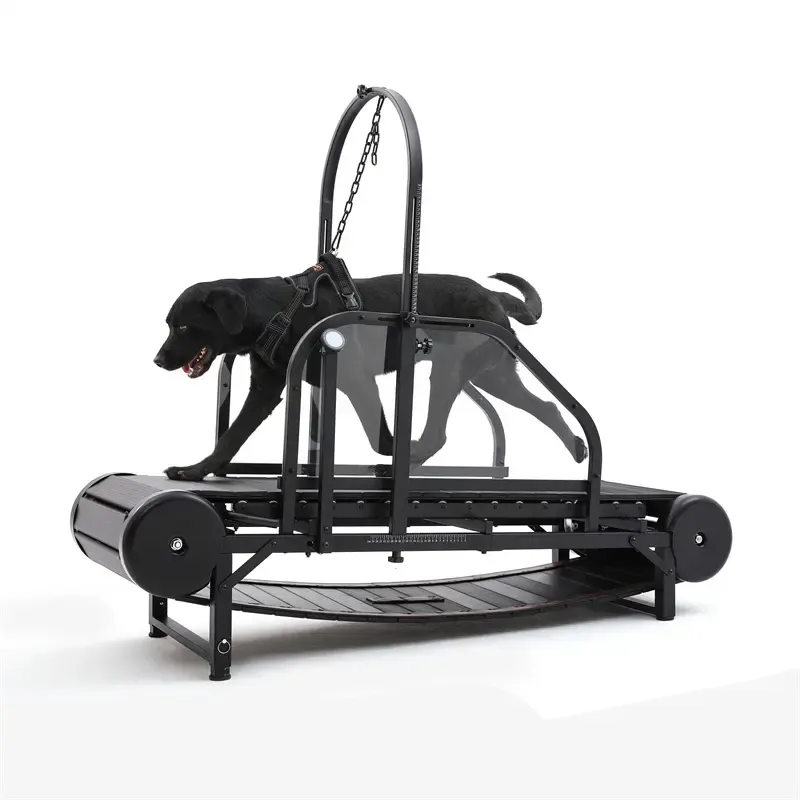 dog workout equipment