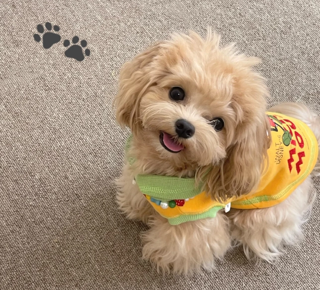 customized dog clothes factory