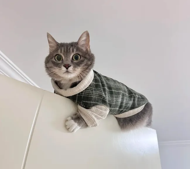 personalized cat clothes