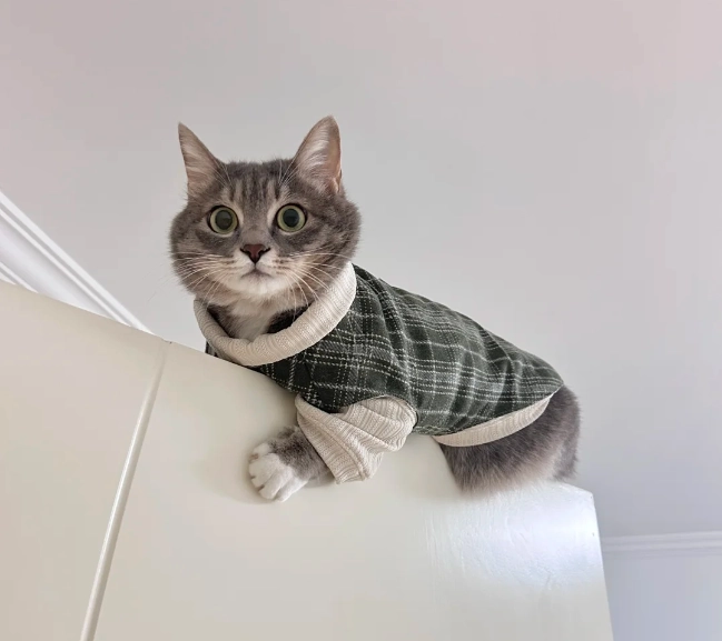 personalized cat clothes