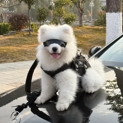 Finding the Best Dog Harness Manufacturer for Your Pet Supply Business