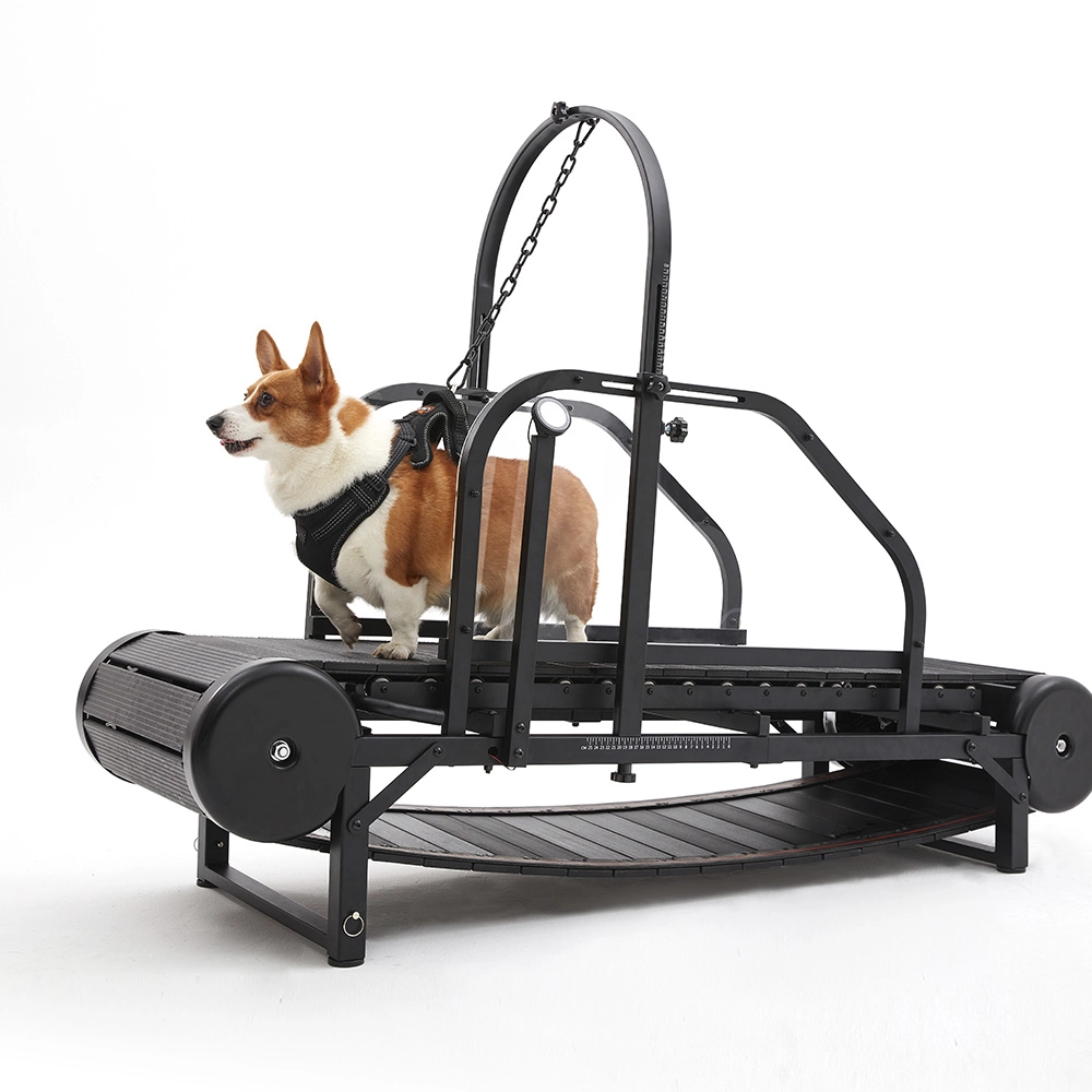 pet exercise equipment