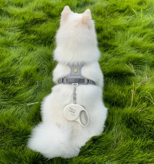 Custom Dog Harness Manufacturers: 2025 Market Insights and Why Furvorite Leads the Way