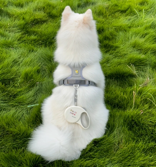 Custom Dog Harness Manufacturers: 2025 Market Insights and Why Furvorite Leads the Way