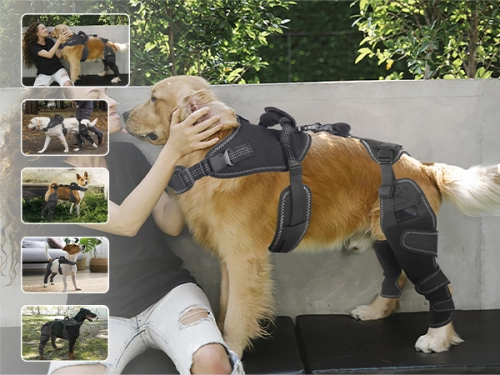 Top Trends in Pet Orthopedic Products: What Retailers Should Know