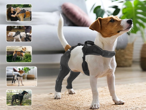 How Dog Braces Improve Pet Mobility: A Guide for Distributors