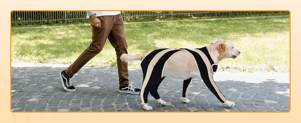 how to help dogs with arthritis