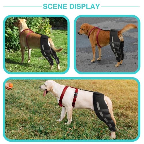 Degenerative Joint Disease in Dogs: Product Trends Retailers Should Know