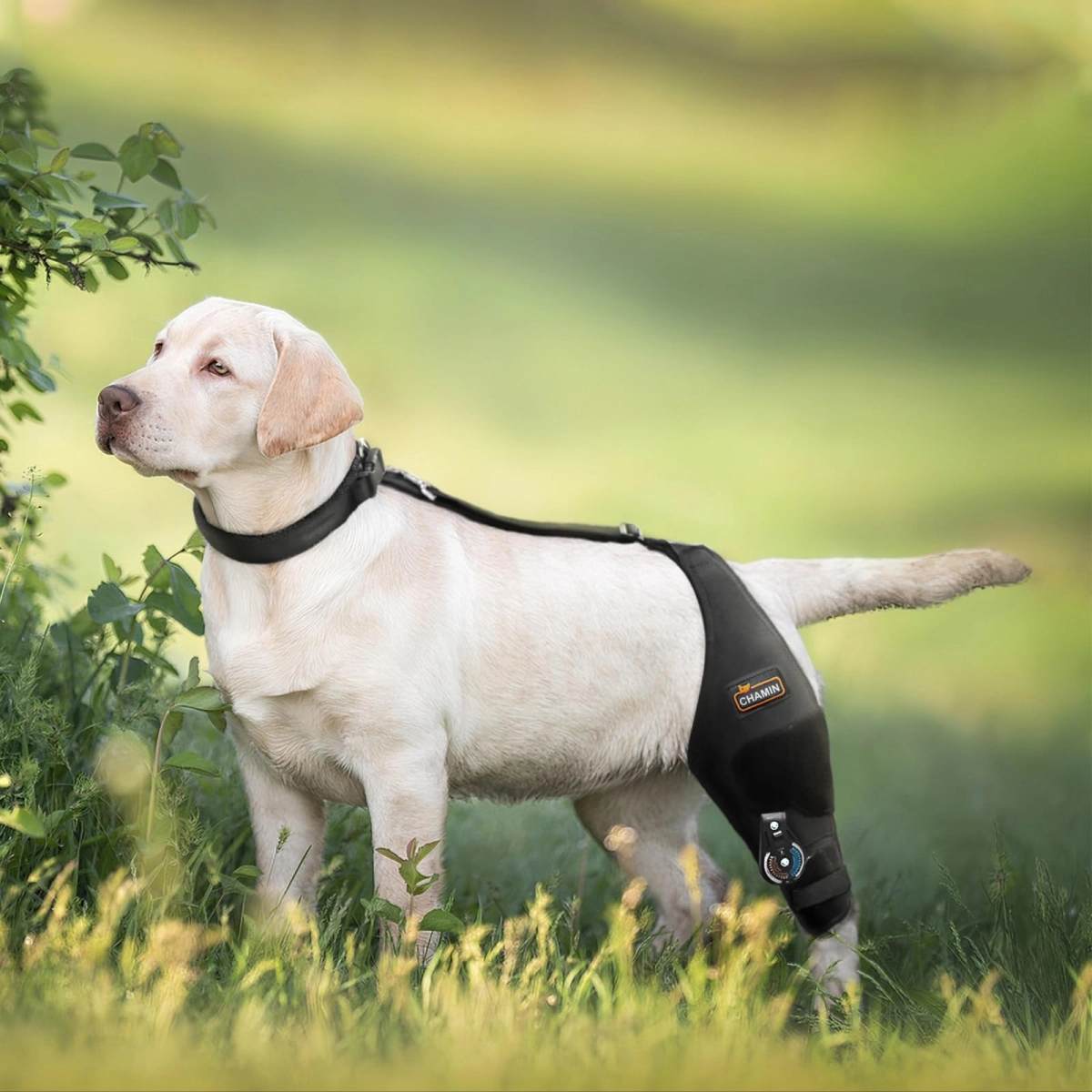 dog rehab product buying guide