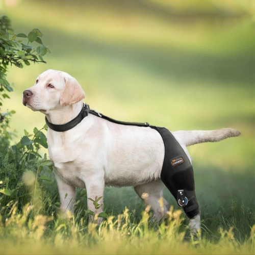 Wholesale Guide: Choosing Dog Braces for Arthritis and Recovery
