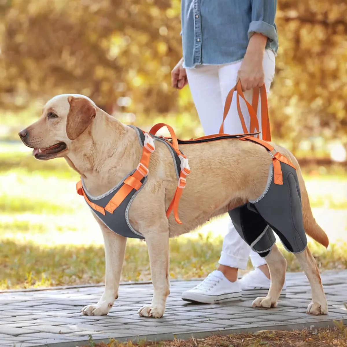 pet rehab product trends