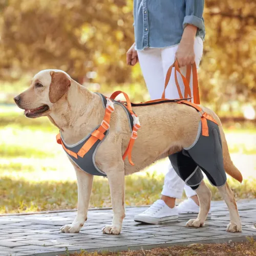 Pet Rehabilitation Products: Expanding Your Retail Portfolio with Dog Braces
